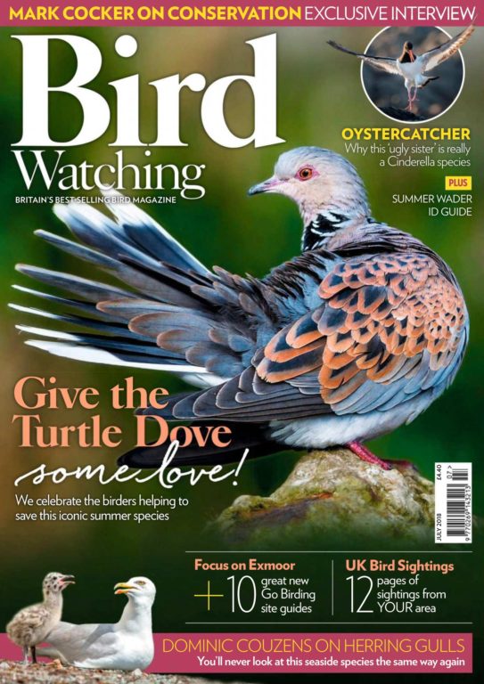 Bird Watching UK – July 2018