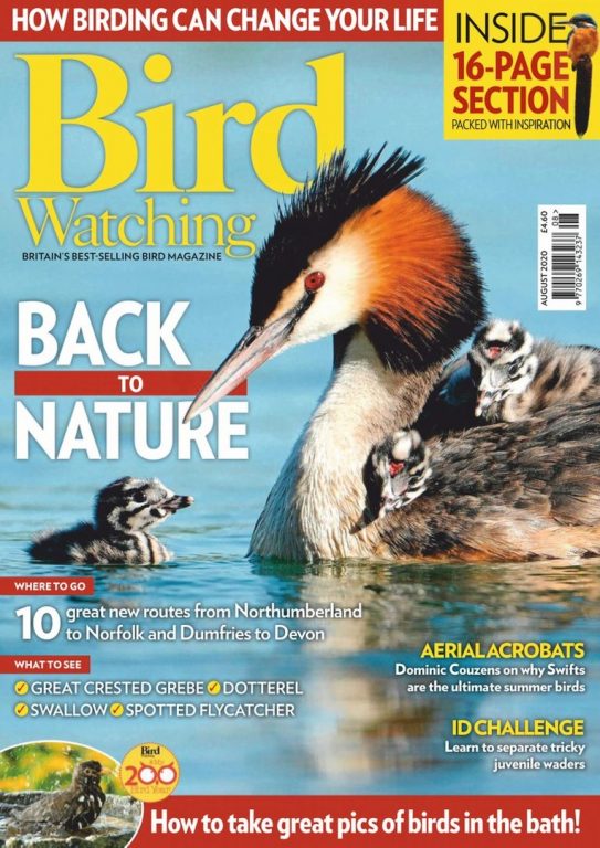 Bird Watching UK – August 2020